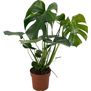 GROW by OBI Navadna monstera višina pribl. 60-75 cm Ø lončka pribl. 17 cm