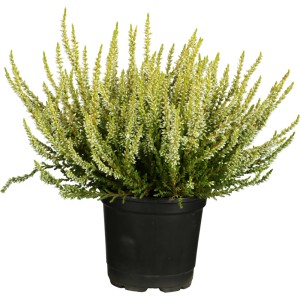 Resa s popki Ø lončka pribl. 13 cm