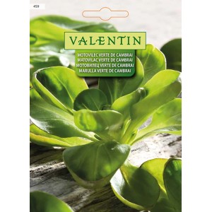 Valentin Motovilec Verte de Cambrai