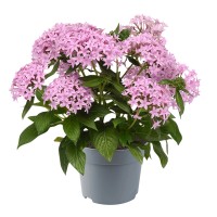 Egiptovska zvezdna kopica "Pentas Hot Spot" Ø lončka 13 cm Pentas lanceolata