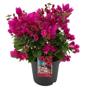 Bugenvilovka višine približno 55-60 cm Ø lončka približno 26 cm Bougainvillea
