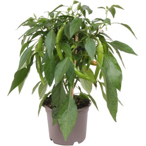 GROW by OBI Strok čilija Hot Chili Pick & Joy V pribl. 30-35 cm Ø lončka 12 cm
