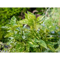 OBI Japonska aukuba "Crotonifolia Gold" višina 40 cm lonec 5 l Aucuba japonica