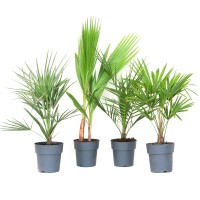 GROW by OBI Višina mešanice palm 30 cm, lonček približno 3 litre