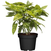 OBI Japonska avkuba Variegata Višina pribl. 30 - 40 cm Lonec pribl. 3 l Aucuba