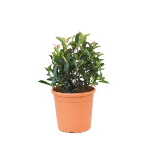GROW by OBI Fotinija "Carré Rouge" pribl. 25 cm lonec 10 l Photinia fraseri