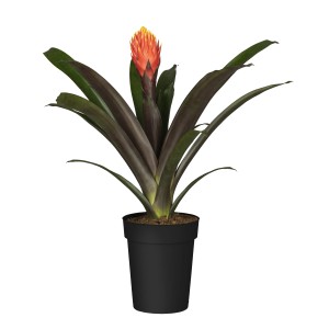 GROW by OBI Guzmanija Ø lončka pribl. 12 cm Guzmania tala