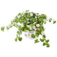 Bacopa (Sutera) barvna mešanica Ø lonca pribl. 10,5 cm