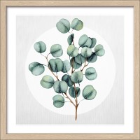 Slika v okvirju Anonymus Diff. Eucalyptus Branches lll 32,5 cm x 32,5 cm