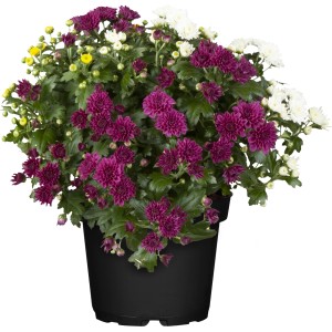 Drobnocvetna krizantema "Trio" Ø lončka pribl. 14 cm Chrysanthemum