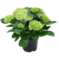 Kmečka hortenzija Bela Višina 45 cm Lonček 5 l Hydrangea Macrophylla