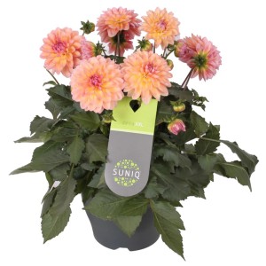 Dalija "Suniq" v več barvah Ø lončka približno 23 cm Dahlia