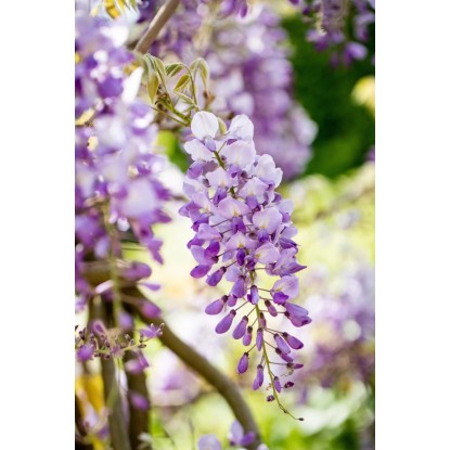 OBI Glicinija miks višina pribl. 80 cm lonec pribl. 6 l Wisteria