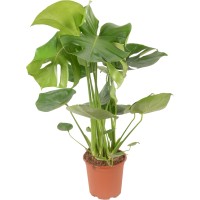 GROW by OBI Monstera "Tauerii" višine 65 - 80 cm, Ø lončka 21 cm