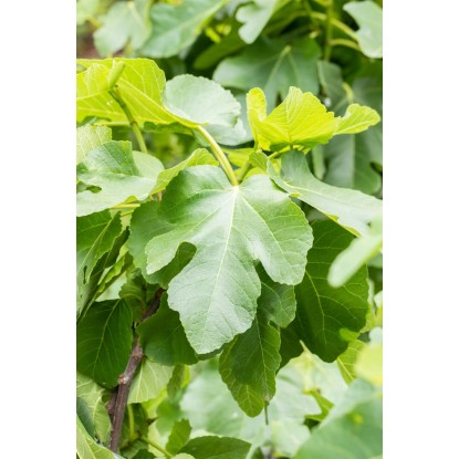 OBI Prava figa višina pribl. 50–60 cm lonec pribl. 10 l Ficus carica