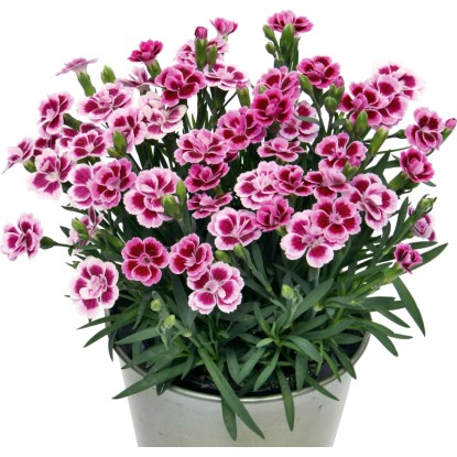 Kitajski nagelj Pink Kisses Rožnate barve Premer lončka Ø pribl. 12 cm, Dianthus