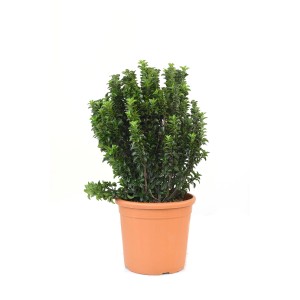 GROW by OBI Japonska trdoleska "Benkomasaki Erecta" pribl. 25 cm lonček 10 l