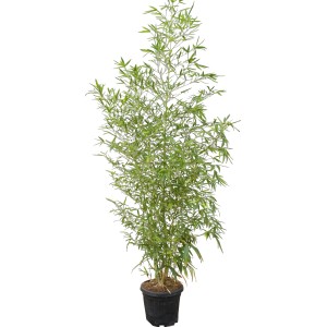 OBI Zlazi bambus Ø lonca pribl. 26 cm Phyllostachys
