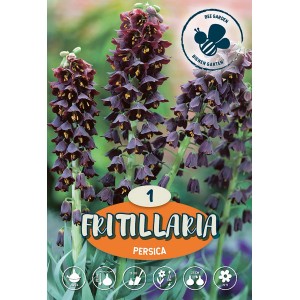 Cesarski tulipan Fritillaria Persica