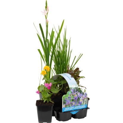 OBI Vodne rastline 6 v kompletu Ø lonca pribl. 9 cm cvetoče