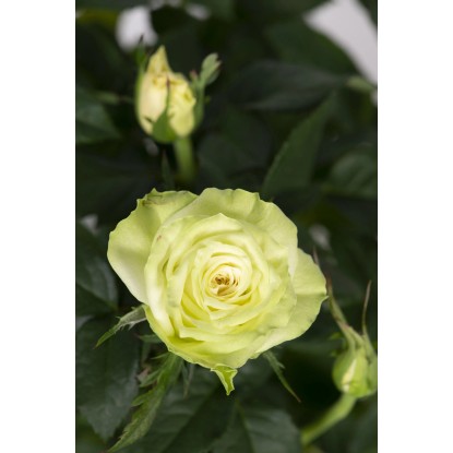 Stebelna vrtnica bela višina pribl. 70-80 cm lonček pribl. 2 l