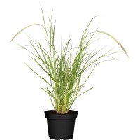 GROW by OBI Pisanolistna perjanka Sky Rocket zeleno-bela Ø lonca pribl. 19 cm