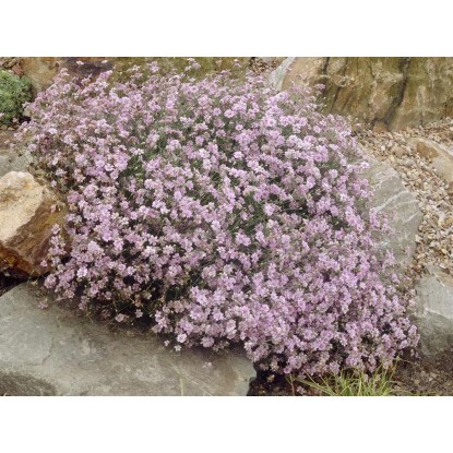 OBI Kamnokreč "Rosenzwerg" rožnat Ø lonca pribl. 9 cm x 9 cm Saxifraga