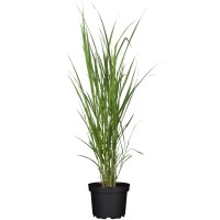 GROW by OBI Orjaški kitajski trstikovec Ø lonca pribl. 19 cm Miscanthus gigant.