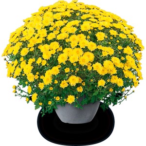 PCZ Varaždinski Cvijet Krizantema Multiflora Ø lončka 20 cm