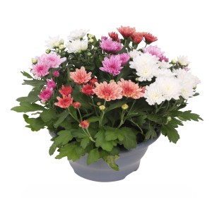 Krizantema "Sweet Melange" višine 25-30 cm Ø lončka 23 cm Chrysanthemum indicum