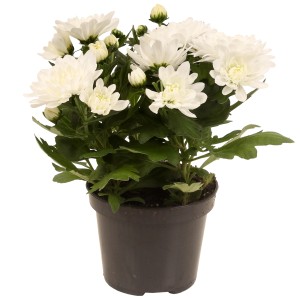 Krizantema cveti dvakrat letno bela višine 20-30 cm Ø lončka 12 cm