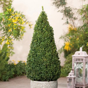 Pušpan Piramida Lonec pribl. 5 l višina pribl. 50 - 60 cm Buxus sempervirens