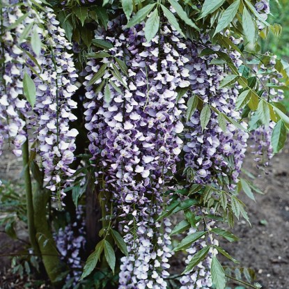 OBI Glicinija miks višina pribl. 80 cm lonec pribl. 6 l Wisteria