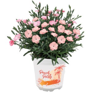 Turški nagelj Peach Party Marelica Ø lončka pribl. 10,5 cm Dianthus
