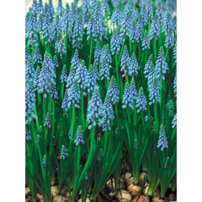 Grozdna hijacinta Različne barve Ø lončka pribl. 9 cm Muscari