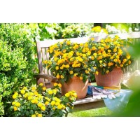 Lantana camara Evita colours Ø lončka 12 cm