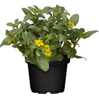 Plazeča cinija rumena Ø lončka pribl. 12 cm Sanvitalia procumbens
