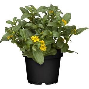 Plazeča cinija rumena Ø lončka pribl. 12 cm Sanvitalia procumbens