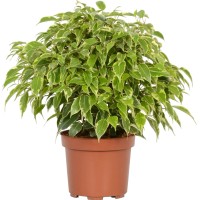 Fikus benjamin "Kinky" Ø lončka pribl. 12 cm Ficus benjamina