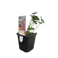 GROW by OBI Muškatni slezenovec pribl. 80 cm Malva moschata