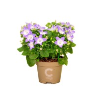 Zvezdasta zvončica "Berlin Bicolor" višine 20-25 cm Campanula isophylla