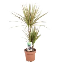 Zmajevka različne vrste Ø lončka približno 17 cm Dracaena