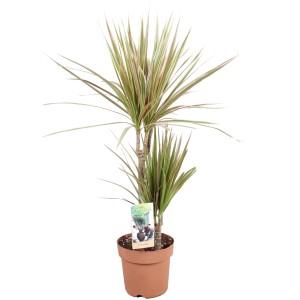 Zmajevka različne vrste Ø lončka približno 17 cm Dracaena
