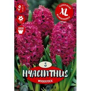 Čebulnica Hyacinthus Orientalis Woodstock