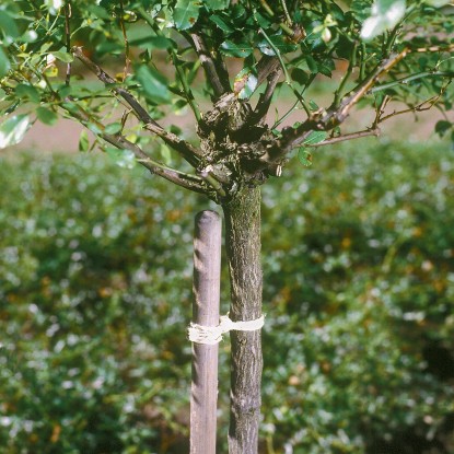 Sisal vrvica Ø 2 mm x 40 m