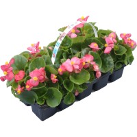 Begonije različne barve višina pribl. 10-15 cm 10 kosov Begonia
