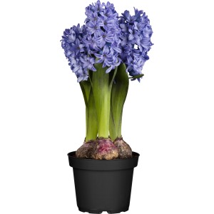 GROW by OBI Hijacinta Ø lončka pribl. 12 cm Hyacinthus orientalis