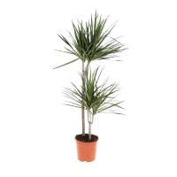 Zmajevka v plastičnem loncu višina pribl. 130-145 cm Ø lonca pribl. 24 cm