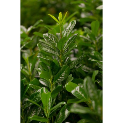 OBI Lovorikovec "Novita" višina pribl. 50-60 cm lonec pribl. 5 l Prunus