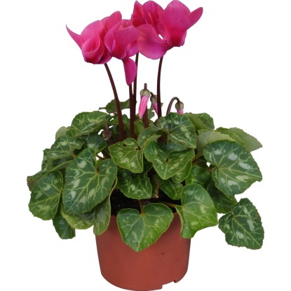 Perzijska ciklama "Midi" mešanica barv Ø lončka pribl. 10,5 cm